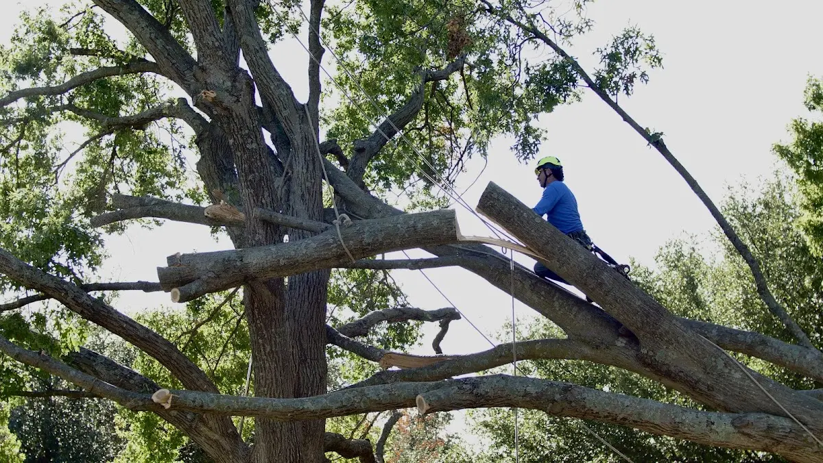 Professional Hazardous Tree Removal performed by certified arborists in Tremont